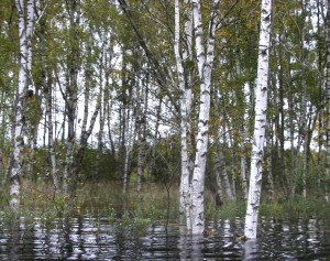 flooded birch