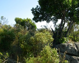 Path above Calcatoggia