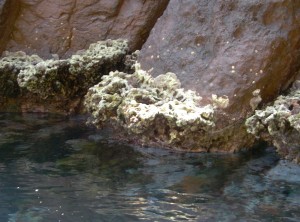 Calcified algae
