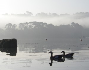 ducks at galmpton