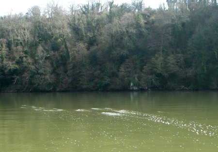 Sharpham bubblers