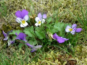 viola tricolor