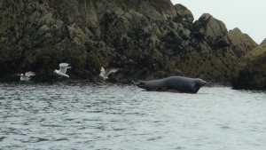 seal basking at Mew Stone