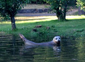 Young seal in bow creek