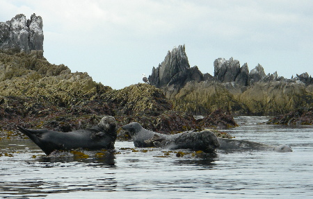 Seal siesta, low tide at the Mew Stone