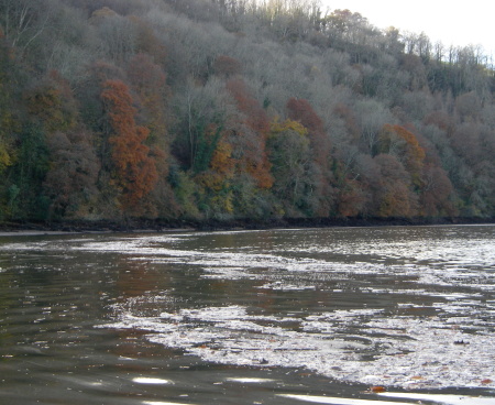 Sharpham wood