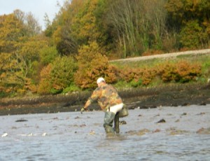 soft crab collecting