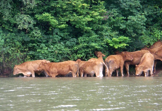 Wet cows